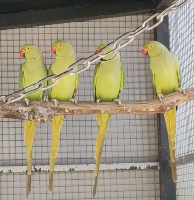 Ring Necks ( piriquito de colar)