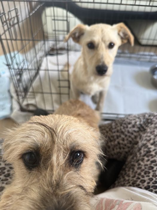 Śliczne pysie do adopcji