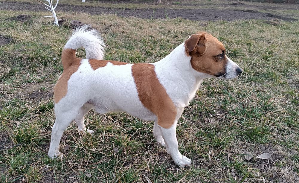 Пропонується породистий Джек-Рассел-Тер'єр для в'язки