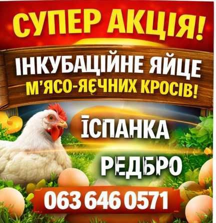 Пропоную інкубаційне яйце курей різних порід.