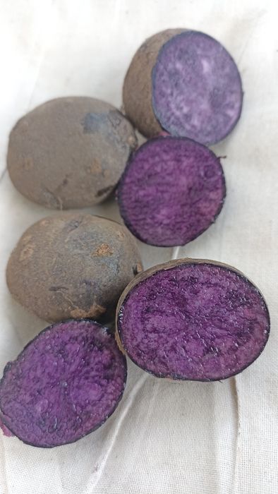 Картопля "Солоха"