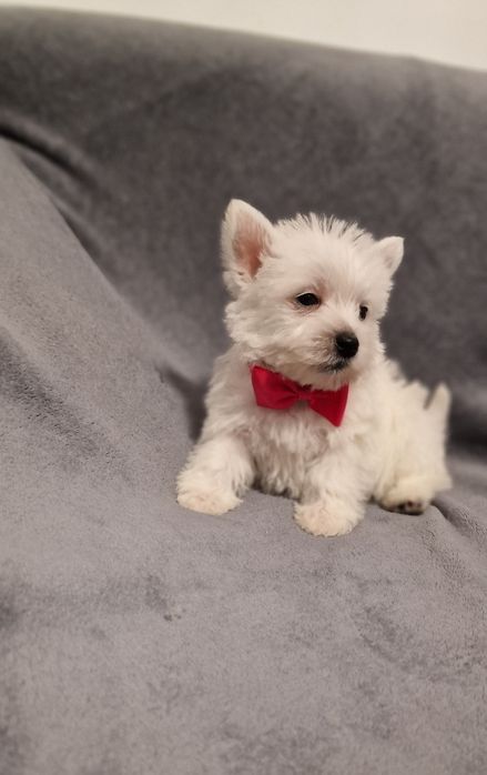 West Highland White Terrier Piesek
