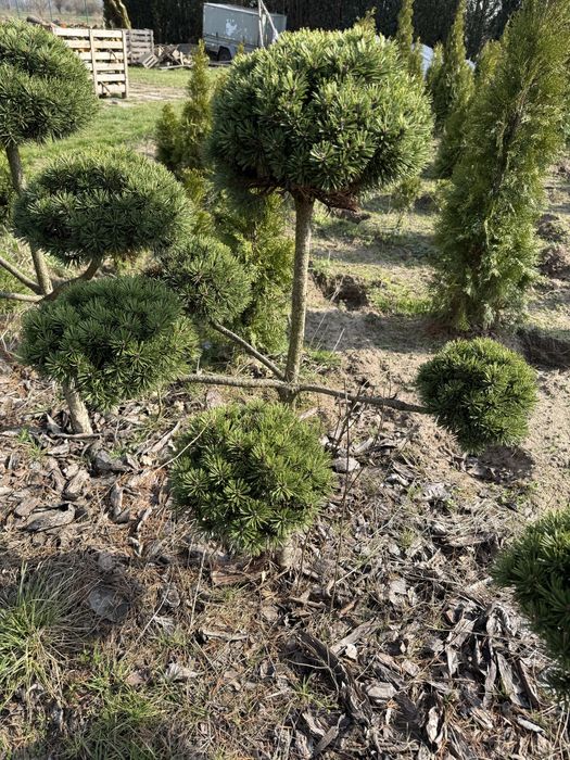 Sosna szczepiona bonsai piekna