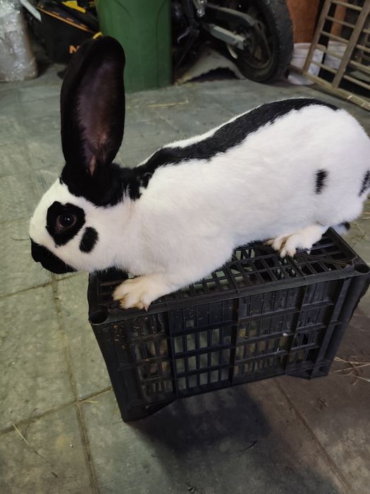 Samiec Srokacz Niemiecki