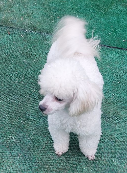 Piękna pudel toy biały