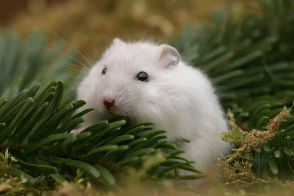 Роскошные джунгарские хомячки, белоснежного окраса, хомячата, хомяки