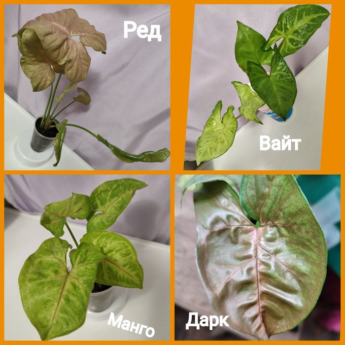 Фикусы 6 сортов; кротоны Голд Сан  и Санни Стар; сингониумы и драцены