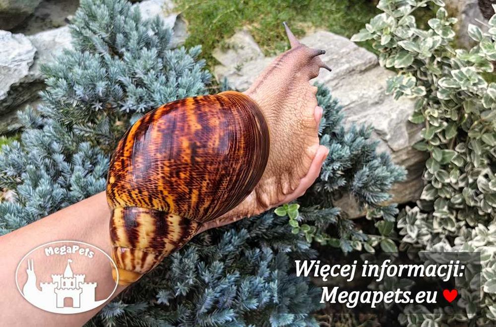 Olbrzymie Archachatina marginata ovum XXL Ślimak Achatina Lissachatina