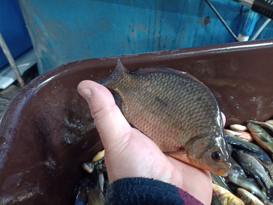 Amur karp sazan jesiotr karaś złoty Węgorz