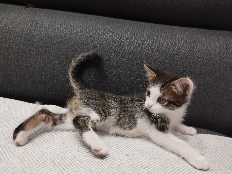 Безкоштовно. Милий і активний котик