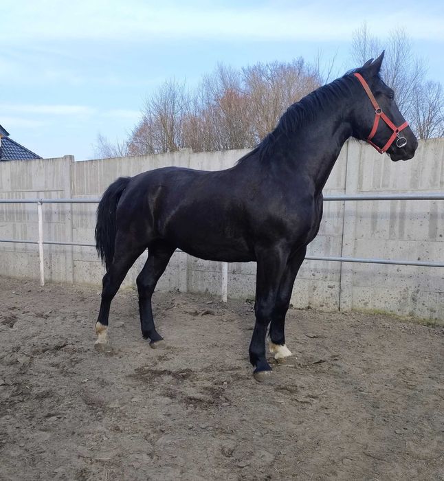 Sprzedam klacz Śląską