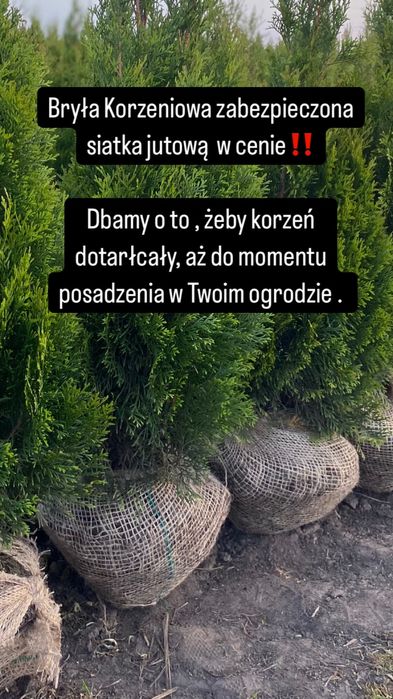 Tuje Szmaragd 140-150 DOSTAWA ‼️ SADZENIE ‼️ Producent