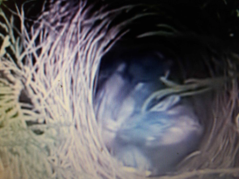 Casal de  aves anilhadas 2024/2025 Outras aves