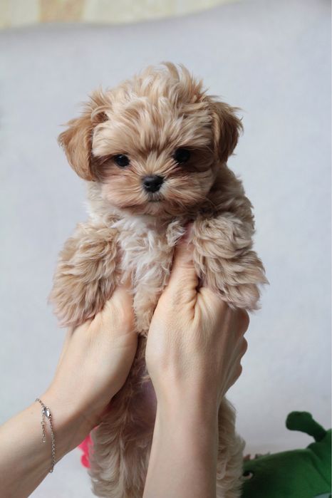 Самые маленькие мишки Мальтипу Ф1 !!!