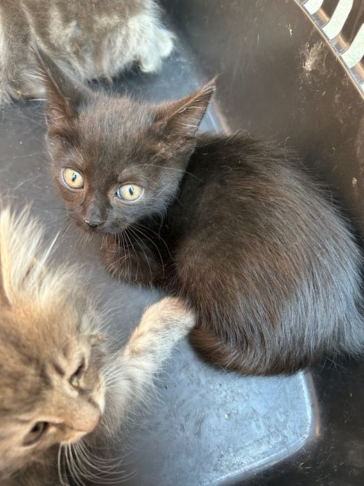 2 кошенят (хлопці) (безкоштовно)
