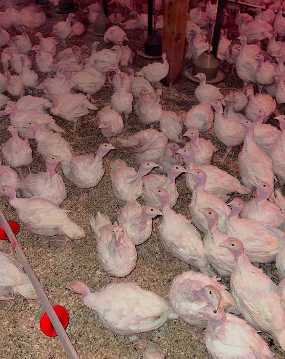 Indyki 2kg, 6 tygodni