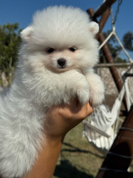 Spitz Alemão Anão MINI Fêmea