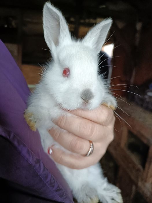 Кролики маленькі і великі