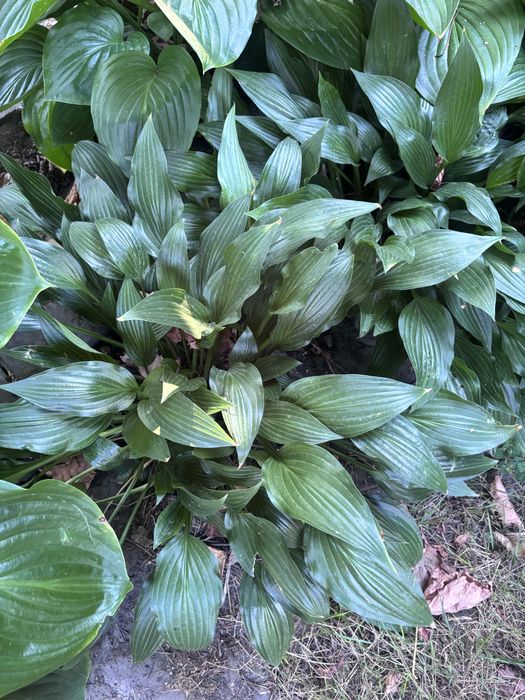 Хоста подорожникова. Квіти