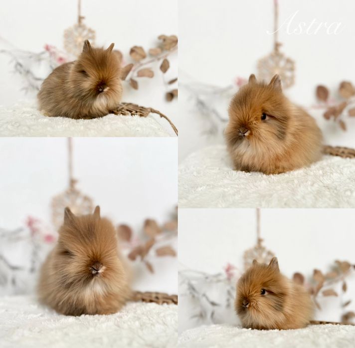 Mini kroliczki domowe Rasowe Karzełki Teddy oraz Mini lop