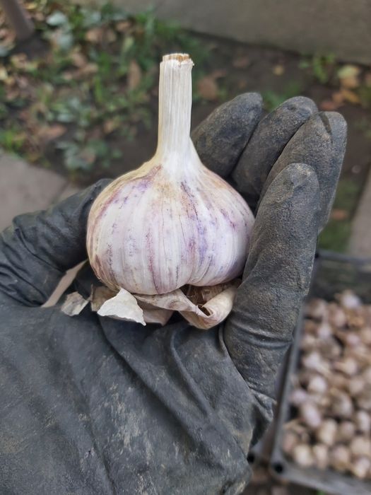 Часник сорту Москаль