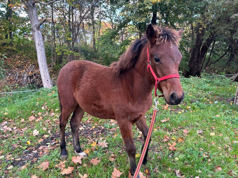 Kon haflinger, kuć walijski, kucyk