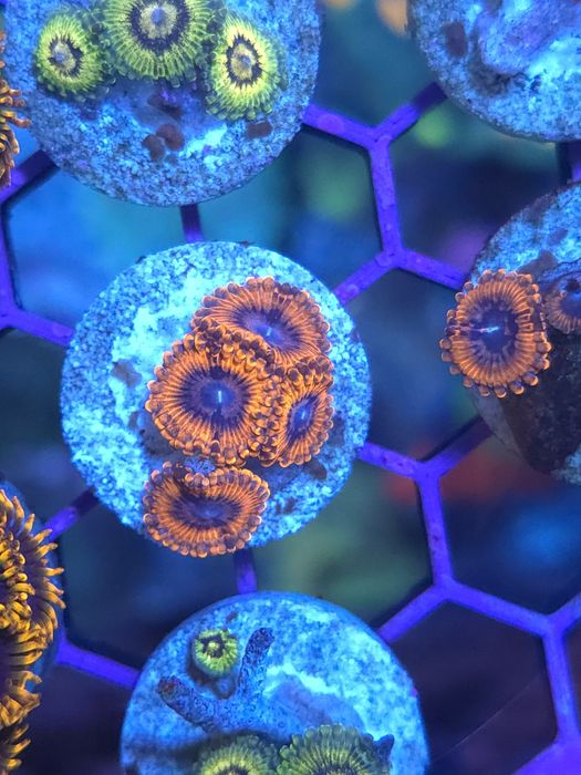 Zoas corais de água salgada