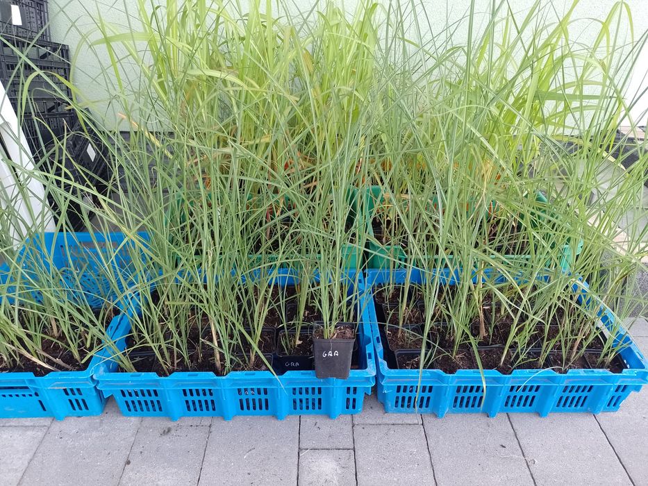 Miskant chiński Gracillimus Gracilimus