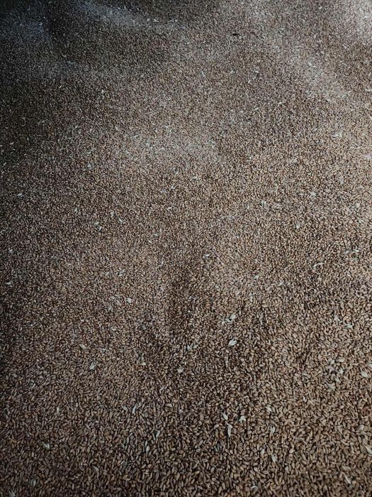 Sprzedam pszenice.  Odmiana  TECHNIK . Zakup z centrali .