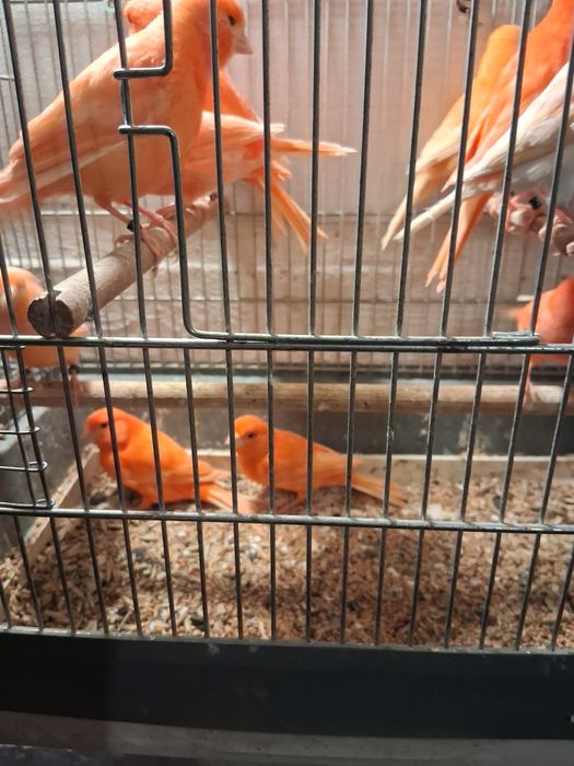 Kanarki czerwone samice 2025r