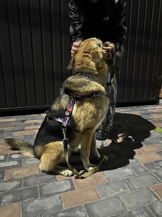 Віддаємо песика у гарні руки