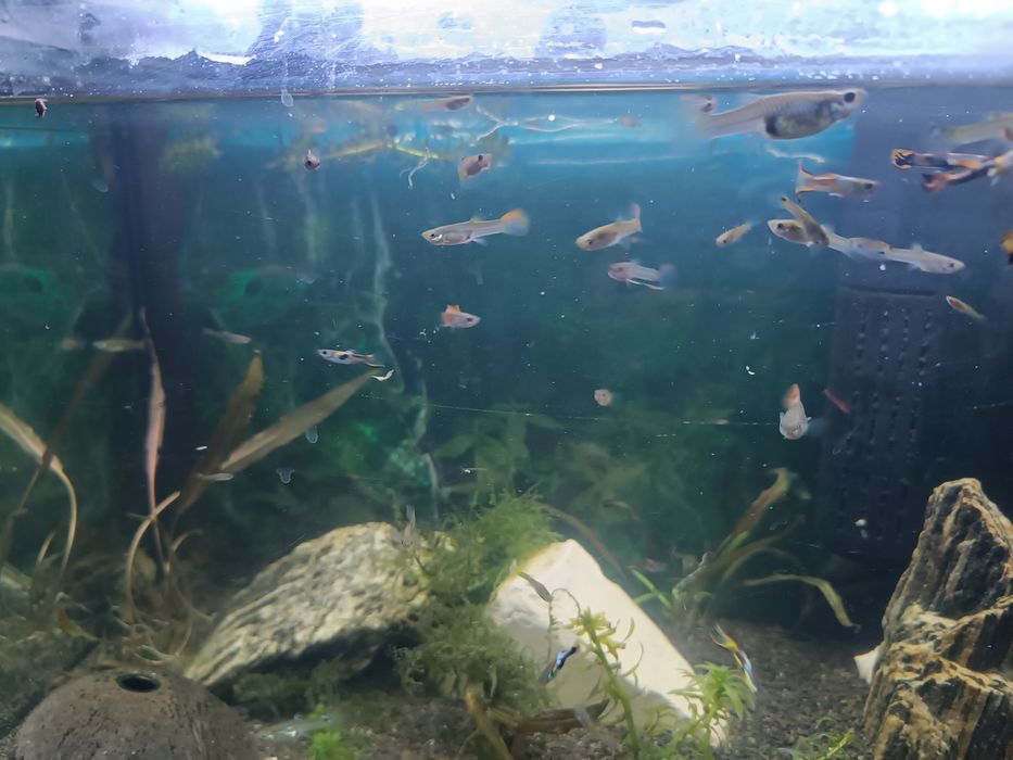 Rybki akwarium gupiki 20szt