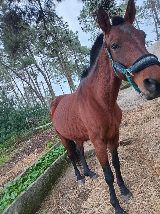 Vendo egua muito mansinha