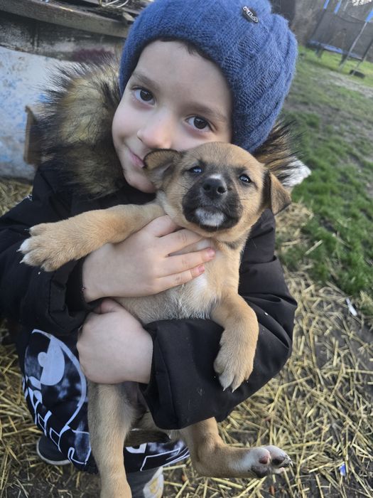 Віддам собачок в добрі руки