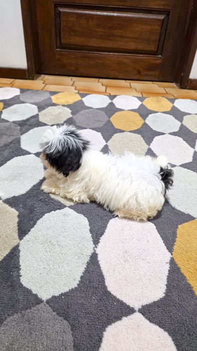 Shih-tzu macho disponível