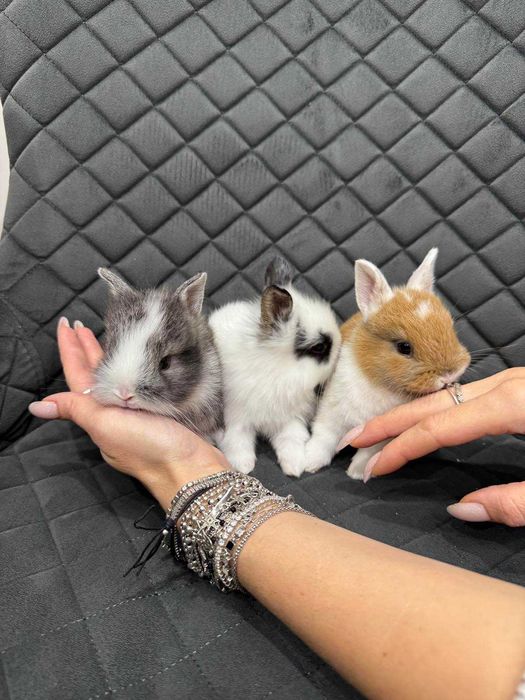 Мінілоп карликовий коротковухий кролик мікро