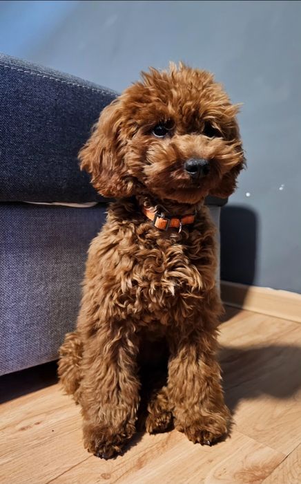 Szczeniak Pudel Toy Red Brown