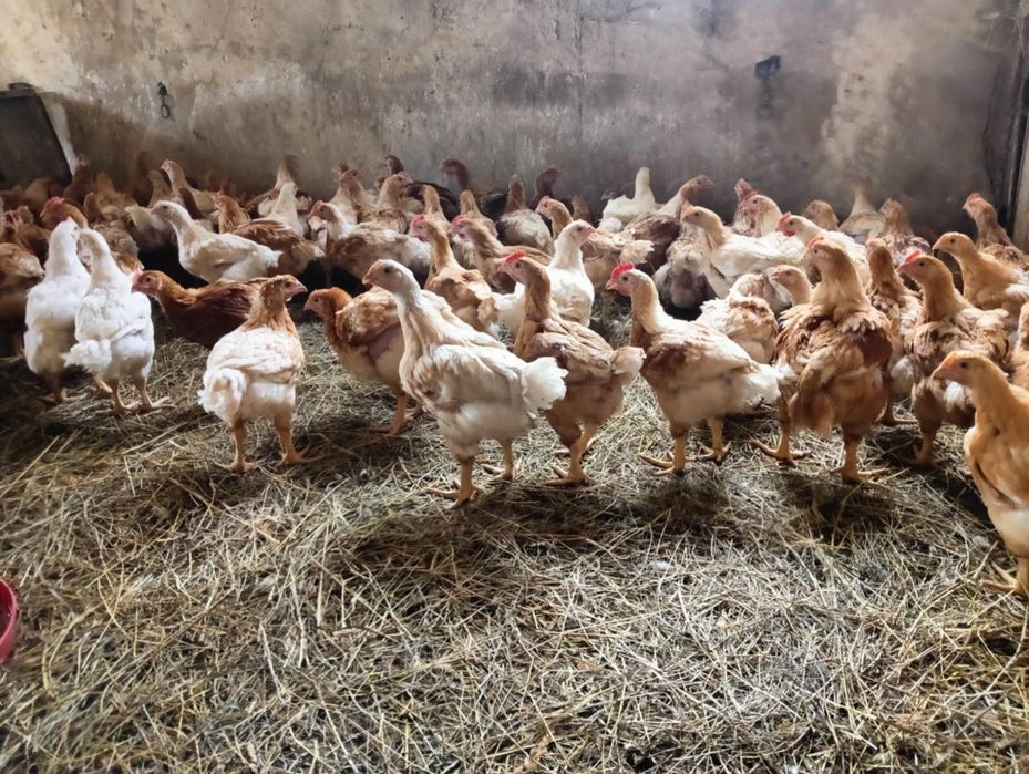 Brojler czerwony (zagrodowy)