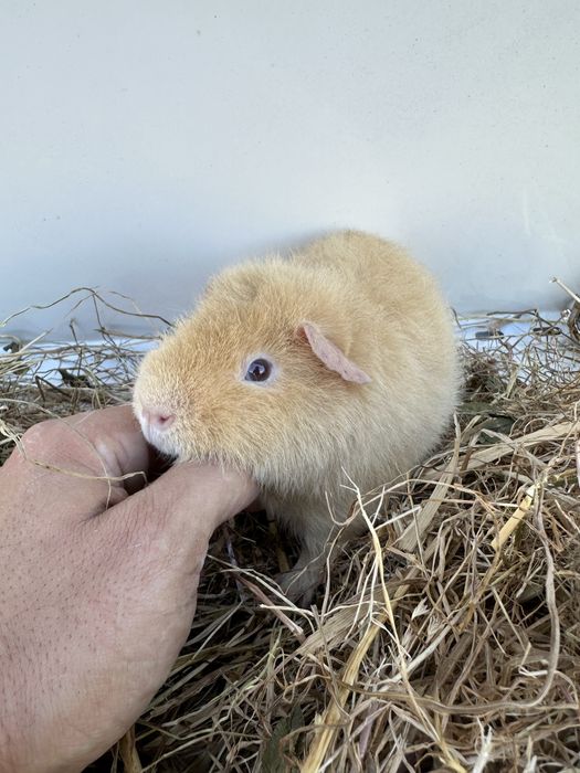 Us teddy, várias cores