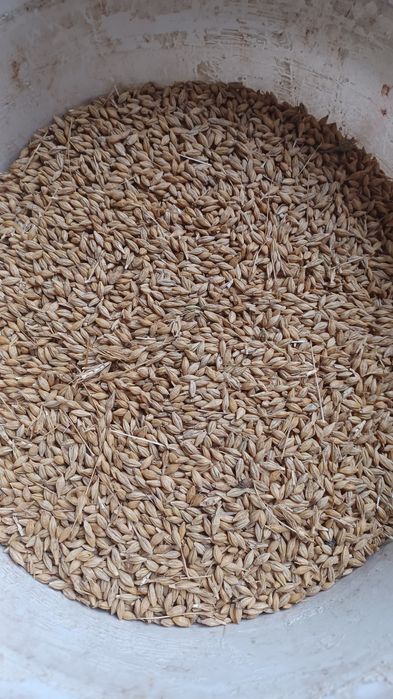 Opał jęczmień paszowy zamiast pelletu