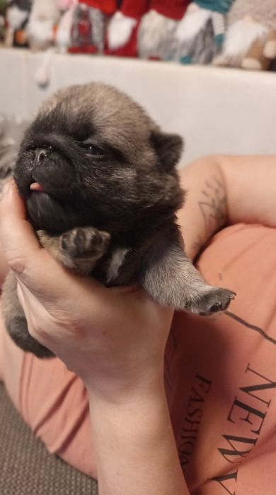 Mops chłopczyk Arnold