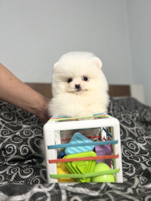 Померанчики шпиці