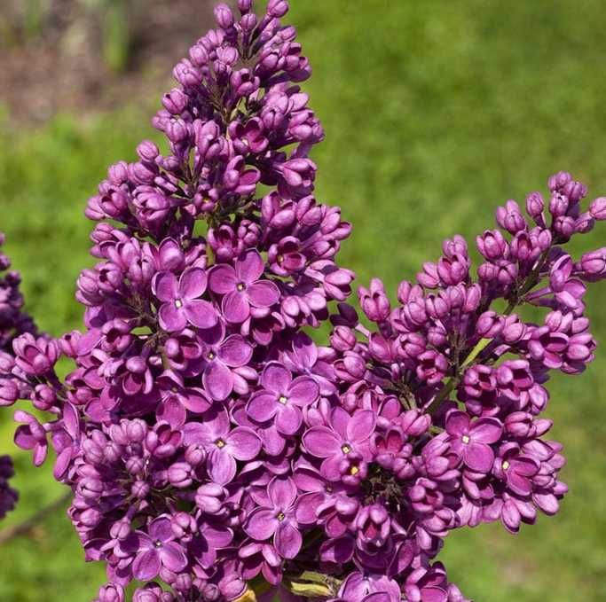 Bzy lilaki Syringa odmiany różne mayera