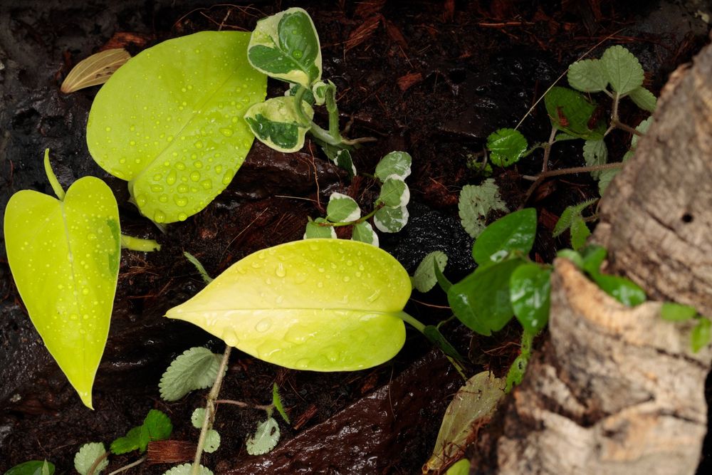 Terrarium paludarium vivarium