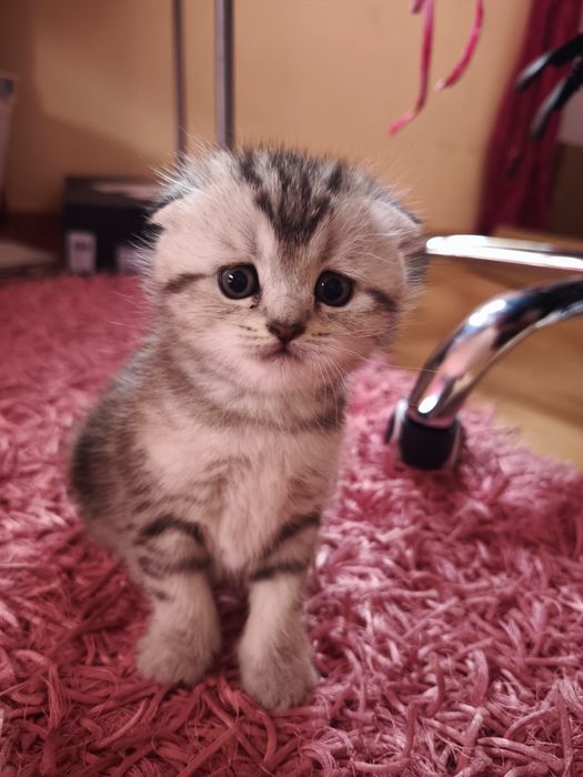 Gato Scottish Fold