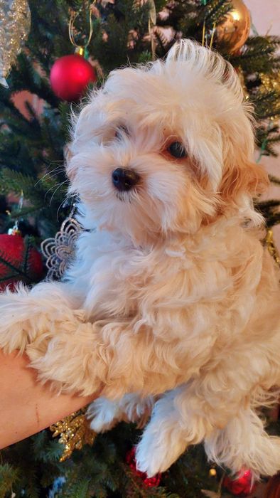 Девочка мальтипу ф1.