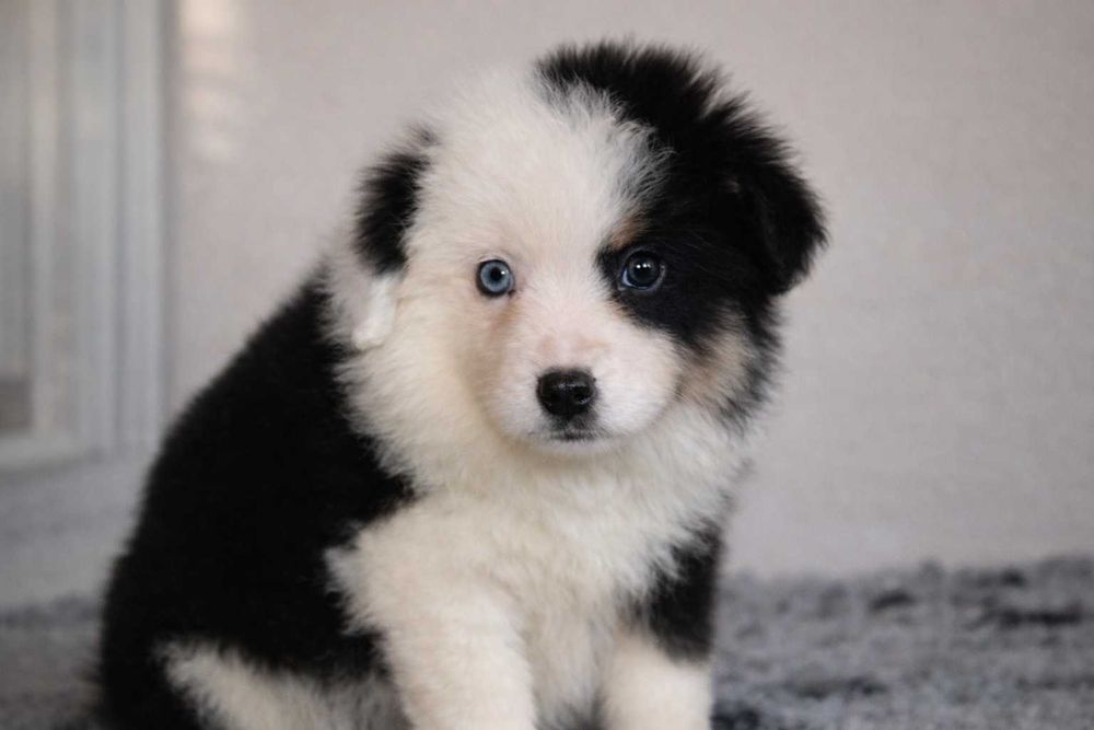 Pastor Americano Miniatura (Mini Pastor Australiano)