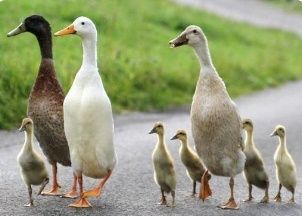 Каченята індійський бігунок