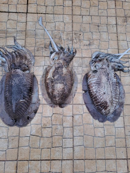 Pesca desportiva, embarcada.