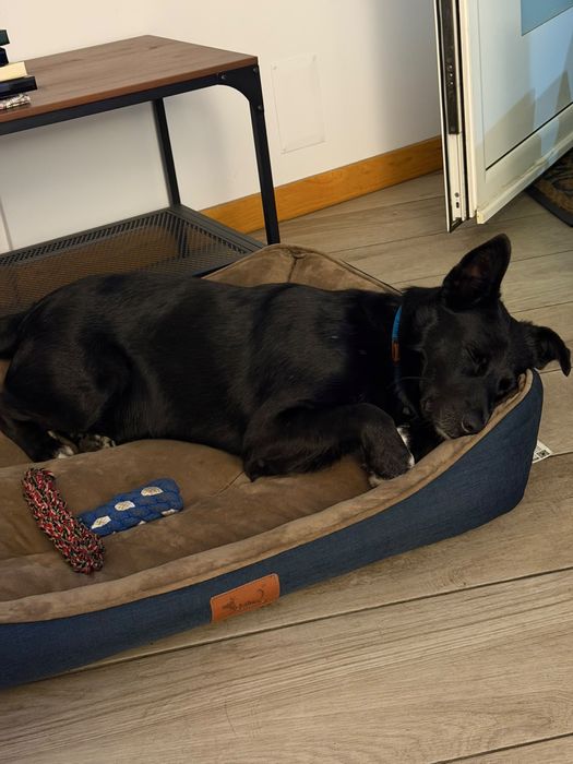 Cão Castrado Porte Médio